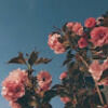 emmachambers357
